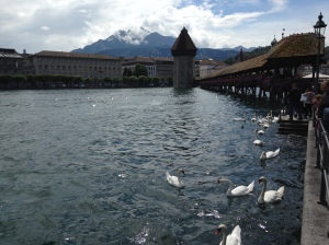 Lucerne with it's swans - very picturesque.